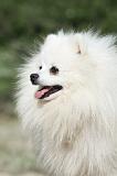 SPITZ ALLEMAND 412